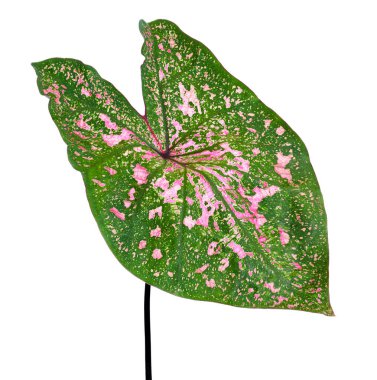 Caladium bicolor yaprağı, beyaz arkaplanda izole edilmiş Caladium yaprağı, kırpma yolu                            