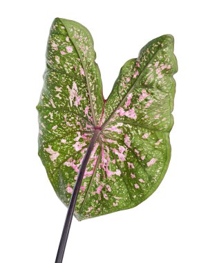 Caladium bicolor yaprağı, beyaz arkaplanda izole edilmiş Caladium yaprağı, kırpma yolu                            