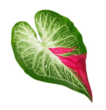 Caladium bicolor yaprağı, beyaz arkaplanda izole edilmiş Caladium yaprağı, kırpma yolu                            
