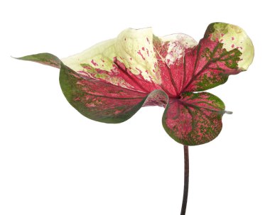 Caladium bicolor yaprağı, beyaz arkaplanda izole edilmiş Caladium yaprağı, kırpma yolu                            