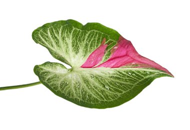 Caladium bicolor yaprağı, beyaz arkaplanda izole edilmiş Caladium yaprağı, kırpma yolu                            