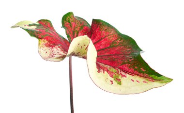 Caladium bicolor yaprağı, beyaz arkaplanda izole edilmiş Caladium yaprağı, kırpma yolu                            