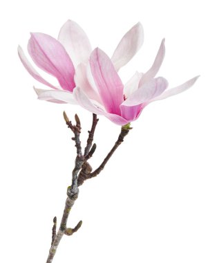 Yapraklı Magnolia liiflora çiçeği, beyaz arkaplanda izole edilmiş ve kırpma yolu olan Lily manolya çiçeği.                             