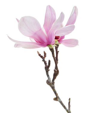 Yapraklı Magnolia liiflora çiçeği, beyaz arkaplanda izole edilmiş ve kırpma yolu olan Lily manolya çiçeği.                             