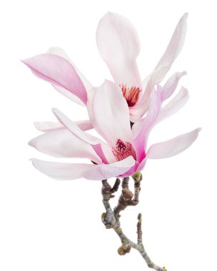 Yapraklı Magnolia liiflora çiçeği, beyaz arkaplanda izole edilmiş ve kırpma yolu olan Lily manolya çiçeği.                             