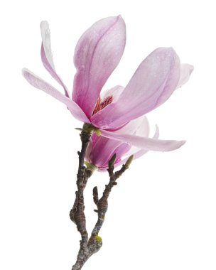 Yapraklı Magnolia liiflora çiçeği, beyaz arkaplanda izole edilmiş ve kırpma yolu olan Lily manolya çiçeği.                             