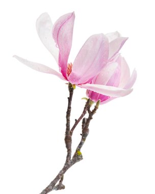 Yapraklı Magnolia liiflora çiçeği, beyaz arkaplanda izole edilmiş ve kırpma yolu olan Lily manolya çiçeği.