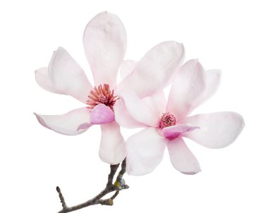 Yapraklı Magnolia liiflora çiçeği, beyaz arkaplanda izole edilmiş ve kırpma yolu olan Lily manolya çiçeği.