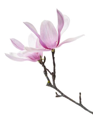 Yapraklı Magnolia liiflora çiçeği, beyaz arkaplanda izole edilmiş ve kırpma yolu olan Lily manolya çiçeği.