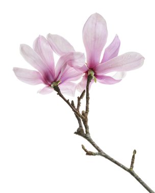 Yapraklı Magnolia liiflora çiçeği, beyaz arkaplanda izole edilmiş ve kırpma yolu olan Lily manolya çiçeği.