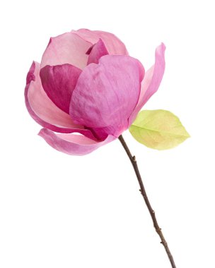 Yapraklı Magnolia liiflora çiçeği, beyaz arkaplanda izole edilmiş ve kırpma yolu olan Lily manolya çiçeği.