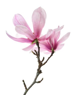 Yapraklı Magnolia liiflora çiçeği, beyaz arkaplanda izole edilmiş ve kırpma yolu olan Lily manolya çiçeği.