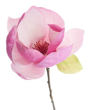 Yapraklı Magnolia liiflora çiçeği, beyaz arkaplanda izole edilmiş ve kırpma yolu olan Lily manolya çiçeği.