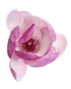 Yapraklı Magnolia liiflora çiçeği, beyaz arkaplanda izole edilmiş ve kırpma yolu olan Lily manolya çiçeği.