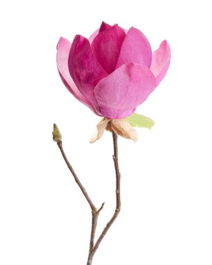 Yapraklı Magnolia liiflora çiçeği, beyaz arkaplanda izole edilmiş ve kırpma yolu olan Lily manolya çiçeği.
