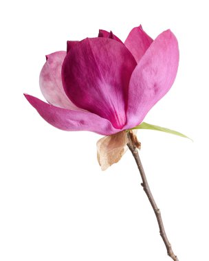 Yapraklı Magnolia liiflora çiçeği, beyaz arkaplanda izole edilmiş ve kırpma yolu olan Lily manolya çiçeği.