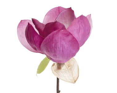 Yapraklı Magnolia liiflora çiçeği, beyaz arkaplanda izole edilmiş ve kırpma yolu olan Lily manolya çiçeği.