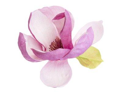Yapraklı Magnolia liiflora çiçeği, beyaz arkaplanda izole edilmiş ve kırpma yolu olan Lily manolya çiçeği.