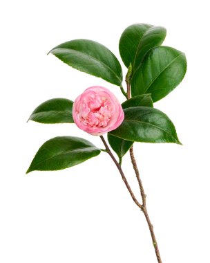 Pembe kamelya çiçeği, kamelya çiçekleri beyaz arka planda soyutlanmış yapraklarla çiçek açıyor, kırpma yolu ile.               