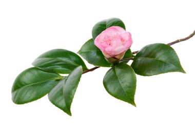 Pembe kamelya çiçeği, kamelya çiçekleri beyaz arka planda soyutlanmış yapraklarla çiçek açıyor, kırpma yolu ile.               