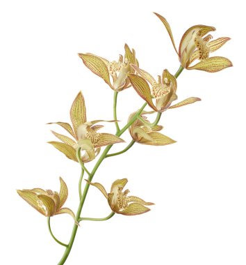 Cymbidium tracyanum orchid plant, Tracy's cymbidium, Large yellow orchid, isolated on white background, with clipping path                            