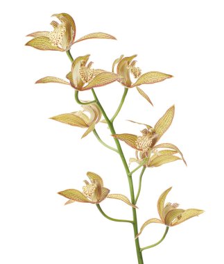 Cymbidium tracyanum orchid plant, Tracy's cymbidium, Large yellow orchid, isolated on white background, with clipping path                            