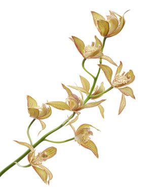 Cymbidium tracyanum orchid plant, Tracy's cymbidium, Large yellow orchid, isolated on white background, with clipping path                            