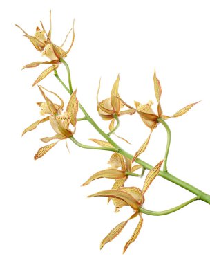 Cymbidium tracyanum orchid plant, Tracy's cymbidium, Large yellow orchid, isolated on white background, with clipping path                            