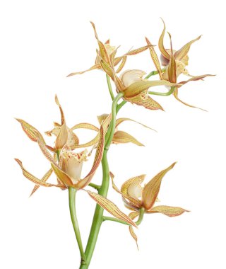 Cymbidium tracyanum orchid plant, Tracy's cymbidium, Large yellow orchid, isolated on white background, with clipping path                            