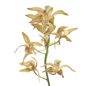 Cymbidium tracyanum orchid plant, Tracy's cymbidium, Large yellow orchid, isolated on white background, with clipping path                            
