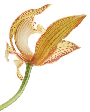 Cymbidium tracyanum orchid plant, Tracy's cymbidium, Large yellow orchid, isolated on white background, with clipping path                            