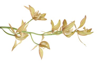 Cymbidium tracyanum orchid plant, Tracy's cymbidium, Large yellow orchid, isolated on white background, with clipping path                            