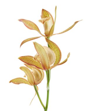 Cymbidium tracyanum orchid plant, Tracy's cymbidium, Large yellow orchid, isolated on white background, with clipping path                            