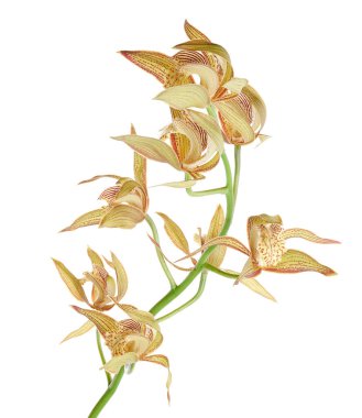 Cymbidium tracyanum orchid plant, Tracy's cymbidium, Large yellow orchid, isolated on white background, with clipping path                            