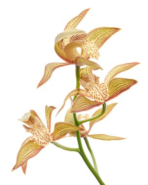 Cymbidium tracyanum orchid plant, Tracy's cymbidium, Large yellow orchid, isolated on white background, with clipping path                            