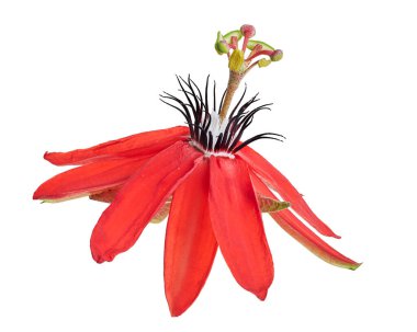 Passiflora coccinea, kırmızı tutku çiçeği beyaz arka planda kırpma yolu ile izole edilmiş                 