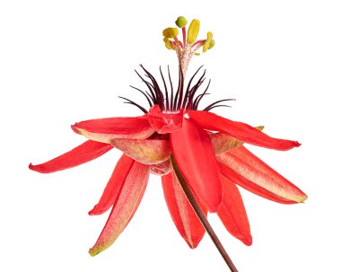Passiflora coccinea, kırmızı tutku çiçeği beyaz arka planda kırpma yolu ile izole edilmiş                 