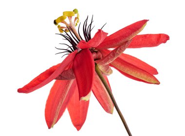 Passiflora coccinea, kırmızı tutku çiçeği beyaz arka planda kırpma yolu ile izole edilmiş                 