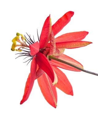 Passiflora coccinea, kırmızı tutku çiçeği beyaz arka planda kırpma yolu ile izole edilmiş                 