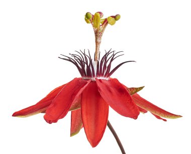 Passiflora coccinea, kırmızı tutku çiçeği beyaz arka planda kırpma yolu ile izole edilmiş                 