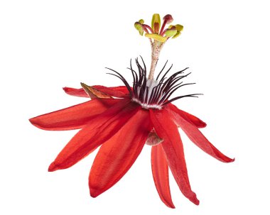 Passiflora coccinea, kırmızı tutku çiçeği beyaz arka planda kırpma yolu ile izole edilmiş                 
