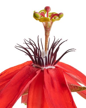 Passiflora coccinea, kırmızı tutku çiçeği beyaz arka planda kırpma yolu ile izole edilmiş                 