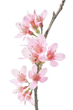 Prunus cerasoides çiçeği, vahşi Himalaya kiraz bitkileri, beyaz arka planda izole edilmiş. 