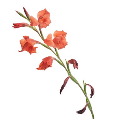 Gladiolus çiçekleri, kırmızı gladiolus beyaz arka planda soyutlanmış bir dalda çiçek açıyor.  