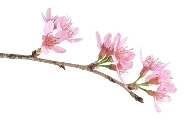Prunus cerasoides çiçeği, vahşi Himalaya kiraz bitkileri, beyaz arka planda izole edilmiş. 