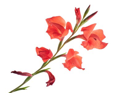 Gladiolus çiçekleri, kırmızı gladiolus beyaz arka planda soyutlanmış bir dalda çiçek açıyor. 