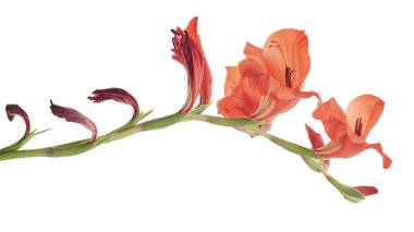 Gladiolus çiçekleri, kırmızı gladiolus beyaz arka planda soyutlanmış bir dalda çiçek açıyor. 