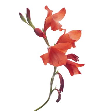 Gladiolus çiçekleri, kırmızı gladiolus beyaz arka planda soyutlanmış bir dalda çiçek açıyor. 
