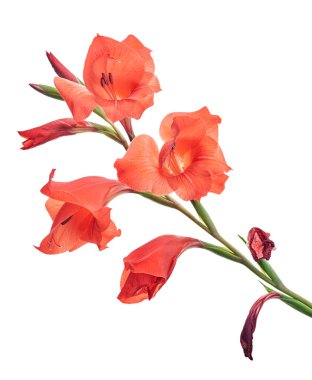 Gladiolus çiçekleri, kırmızı gladiolus beyaz arka planda soyutlanmış bir dalda çiçek açıyor. 