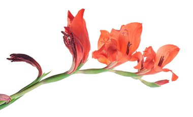 Gladiolus çiçekleri, kırmızı gladiolus beyaz arka planda soyutlanmış bir dalda çiçek açıyor. 